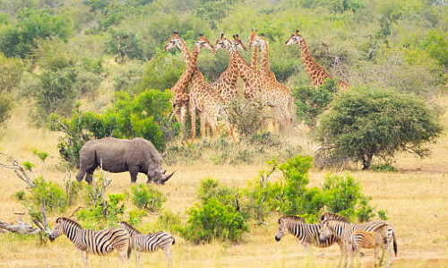 South Africa (4)
