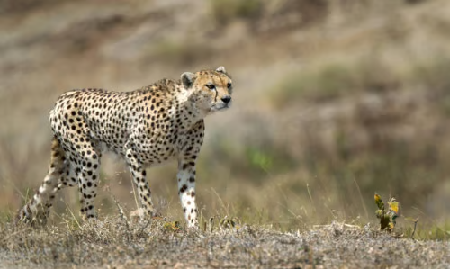 Tanzania (2)