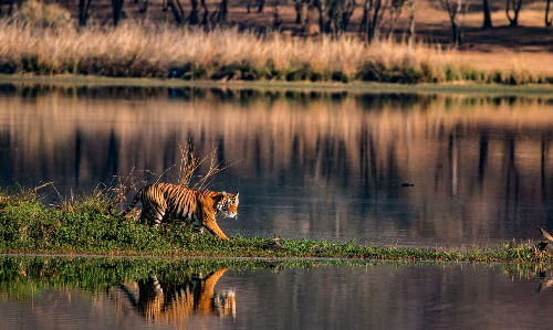 Wildlife (1)