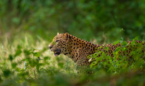 Wildlife (10)