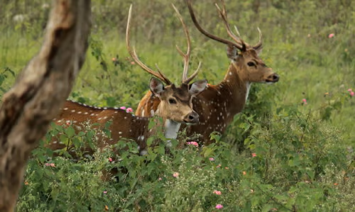 Wildlife (11)