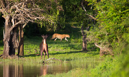 Wildlife (12)