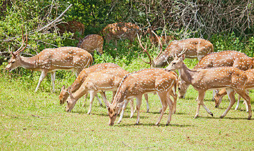 Wildlife (13)