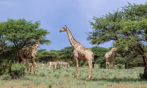 Wildlife (15)