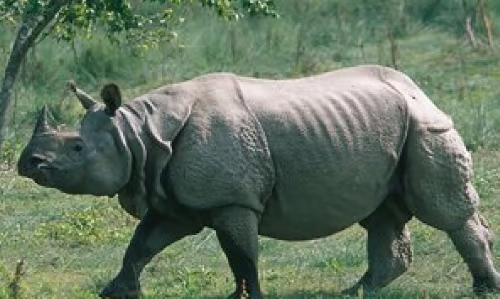 Wildlife (2)