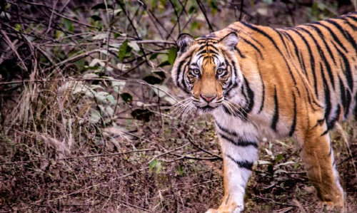 Wildlife (3)