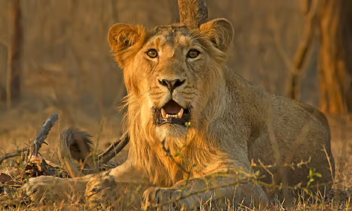 Wildlife (4)