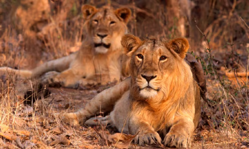Wildlife (5)