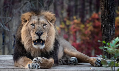 Wildlife (6)