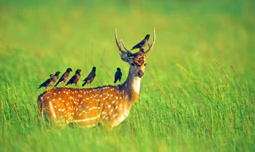 Wildlife (8)