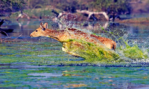 Wildlife (9)