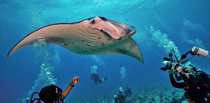 Andaman (1)
