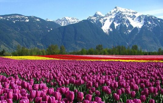 Kashmir (1)